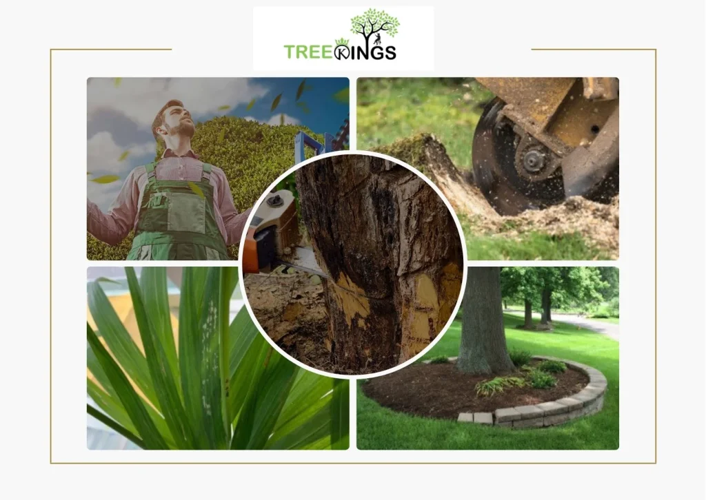 Expert Stump Removal Roxbough Park Services for Safe and Affordable Tree Care