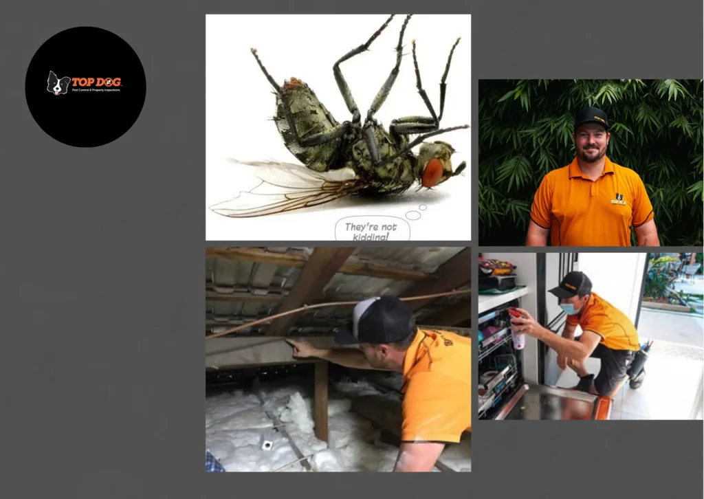 Effective Termite Barrier Gold Coast Solutions for Long-Lasting Pest Protection