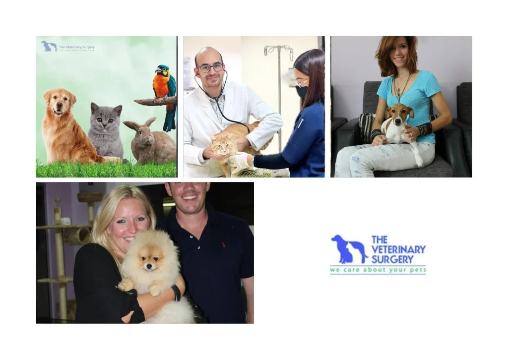 Trusted Doha Vet Clinic Providing Compassionate and Expert Pet Care Services Trusted Doha Vet Clinic Providing Compassionate and Expert Pet Care Services