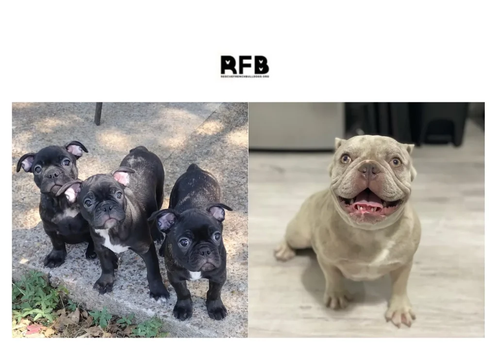 How to Rescue French Bulldogs and Provide Them Loving Forever Homes