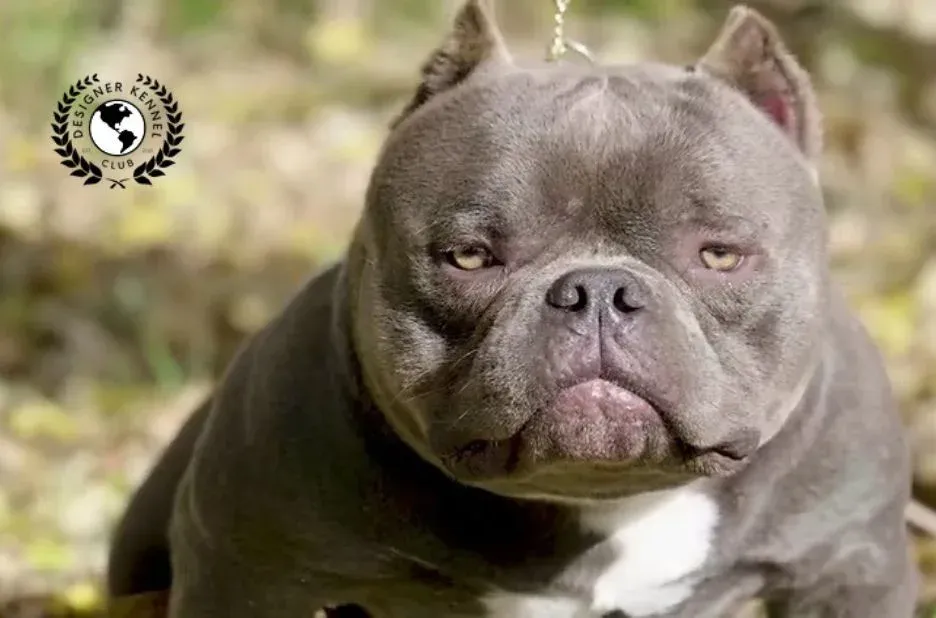 Unlocking the Advantages of American Bully Registration for Responsible Dog Owners Unlocking the Advantages of American Bully Registration for Responsible Dog Owners