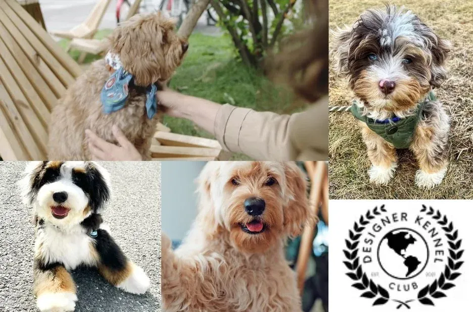 How to Register a Puppy: Step-by-Step Enrollment at Designer Kennel Club