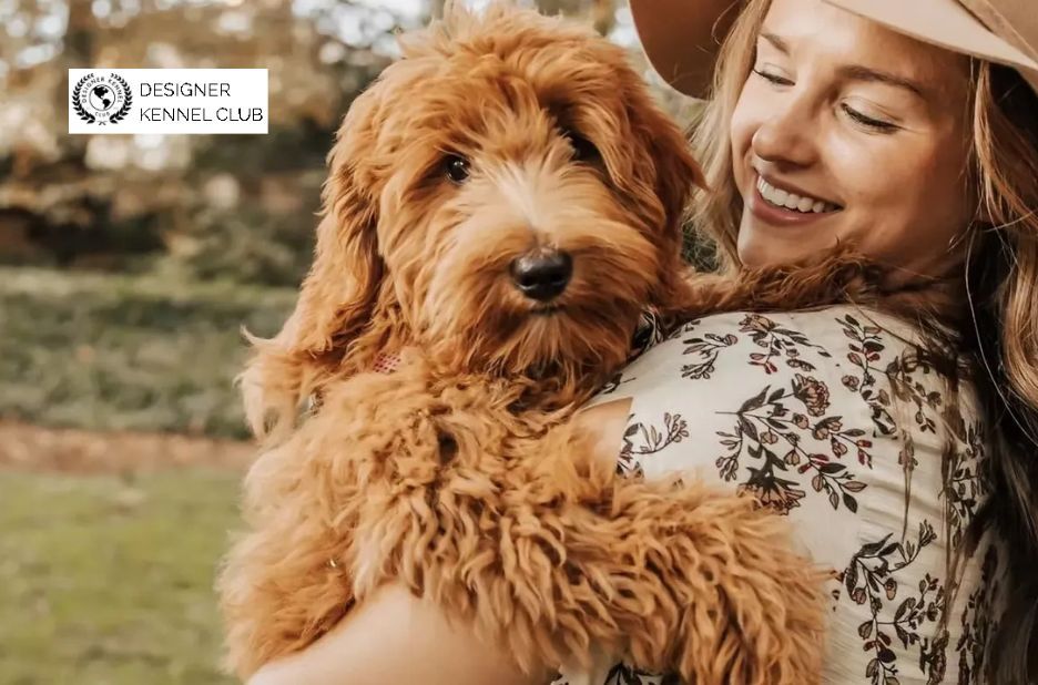 How to Get Papers on a Dog Through Designer Kennel Club Registration How to Get Papers on a Dog Through Designer Kennel Club Registration