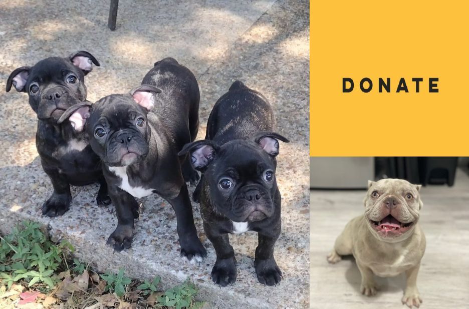 Find Frenchie Puppies Near Me: How to Choose a Reputable Rescue in Your Area Find Frenchie Puppies Near Me: How to Choose a Reputable Rescue in Your Area