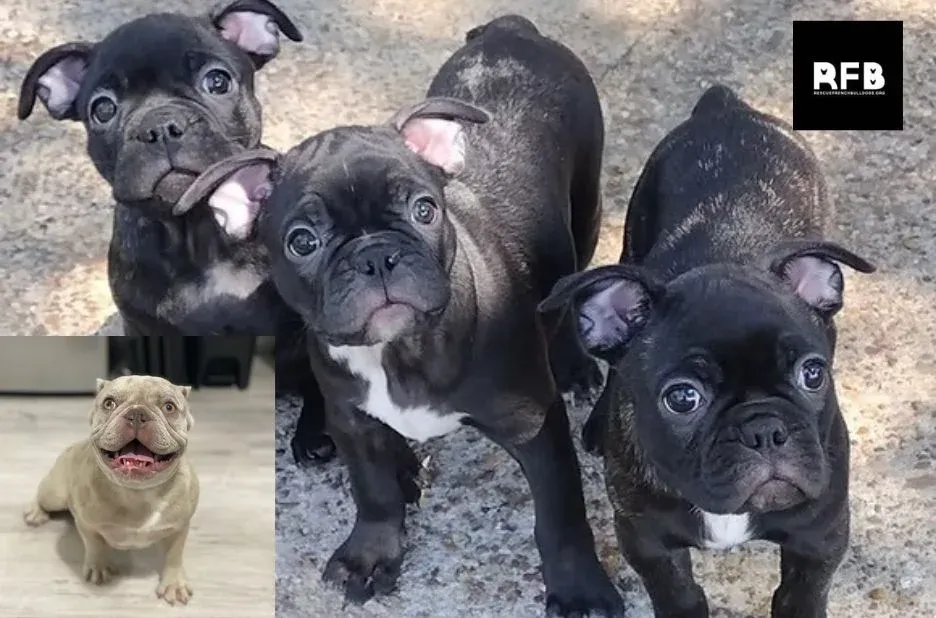 French Bulldog Rescue: How to Choose a Trustworthy Rescue Organization French Bulldog Rescue: How to Choose a Trustworthy Rescue Organization