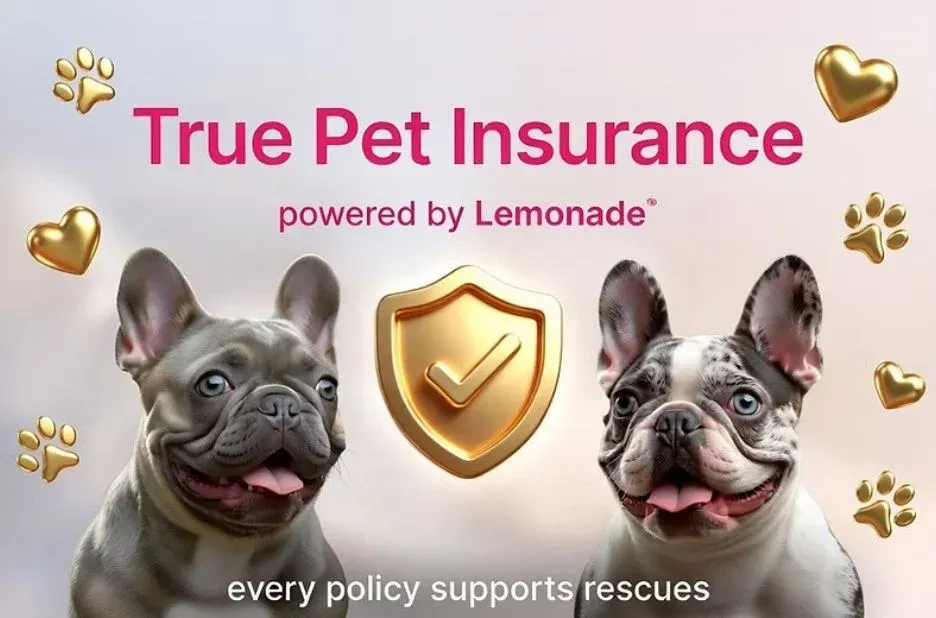 True Panion Pet Insurance: Expert Coverage Guidance for Everyday Pet Owners True Panion Pet Insurance: Expert Coverage Guidance for Everyday Pet Owners