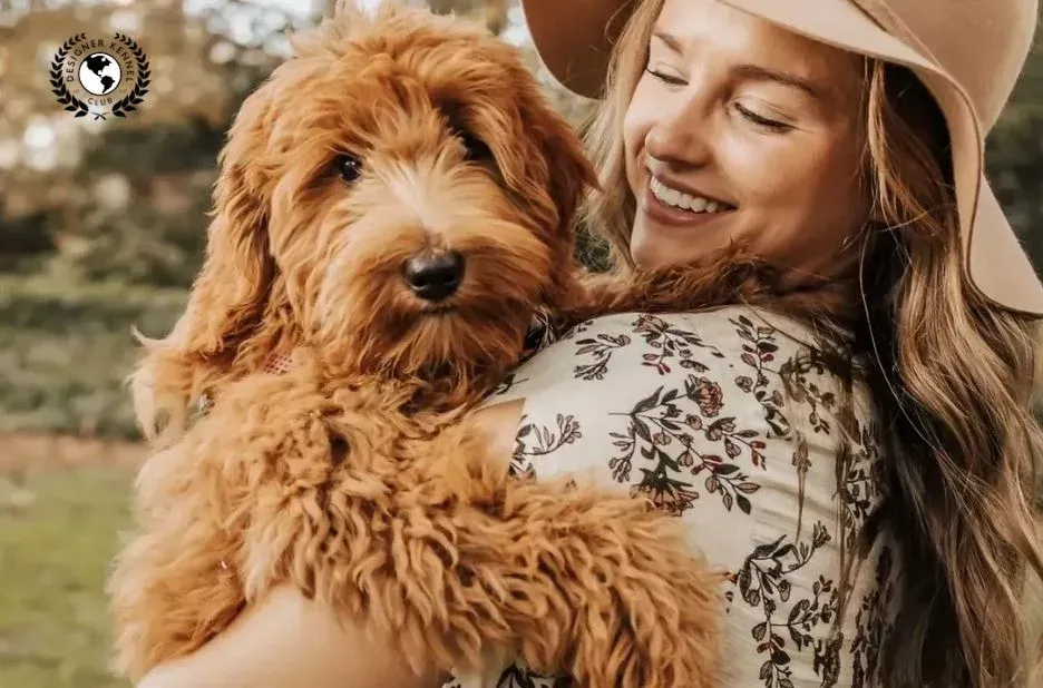 How to Get Papers on a Dog: Registration Options Compared by Designer Kennel Club How to Get Papers on a Dog: Registration Options Compared by Designer Kennel Club