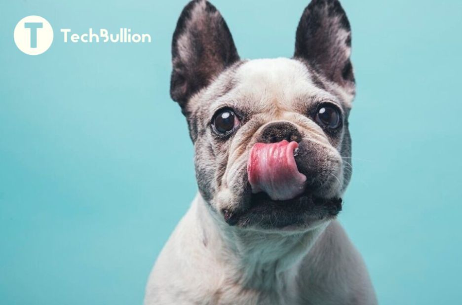How Technology Improves Outcomes for Rescue French Bulldogs How Technology Improves Outcomes for Rescue French Bulldogs