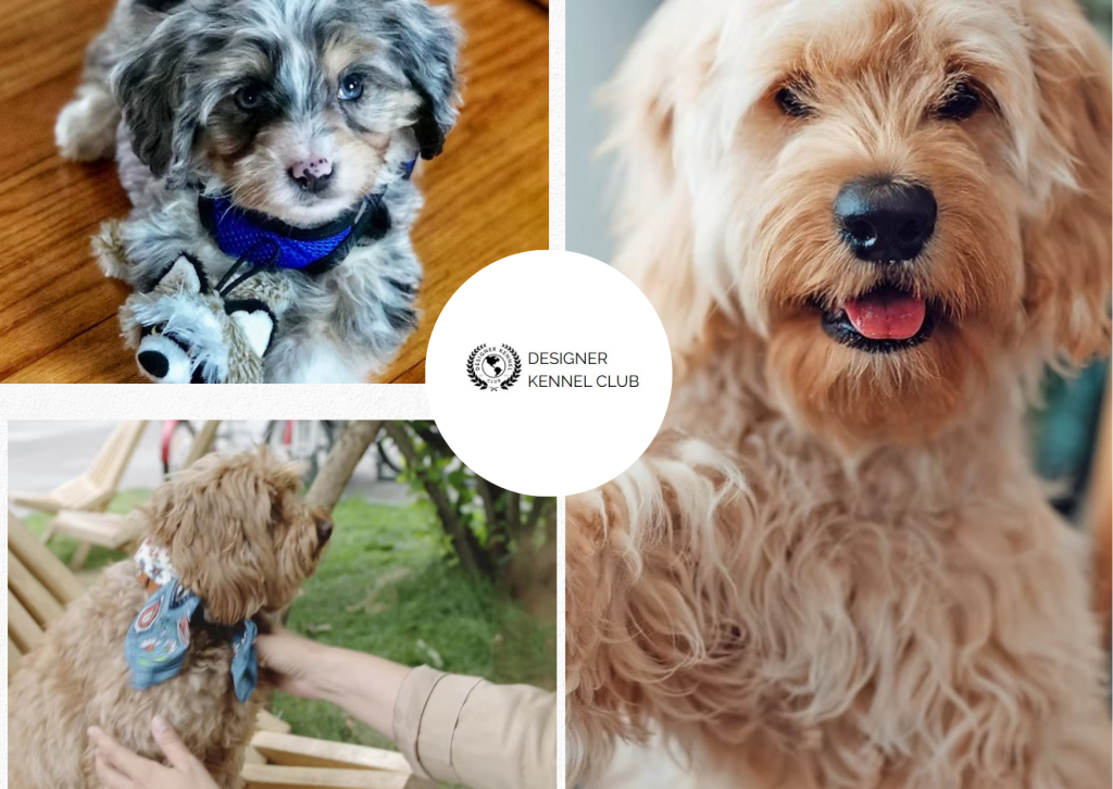 Checklist for Registering Designer Dogs Beyond AKC