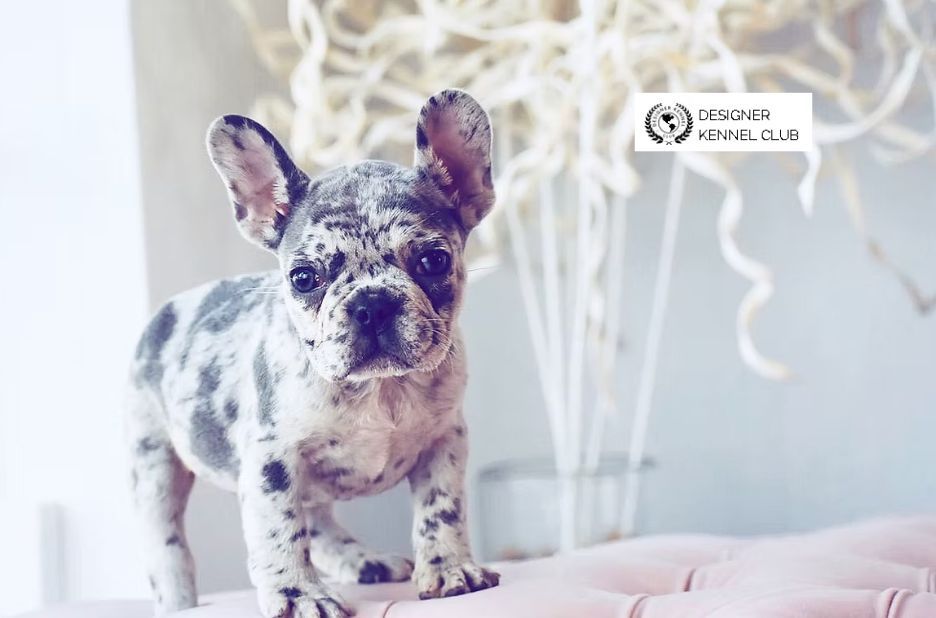 Exotic French Bulldog Registration: Buyer Intent Checklist and Next Steps Exotic French Bulldog Registration: Buyer Intent Checklist and Next Steps