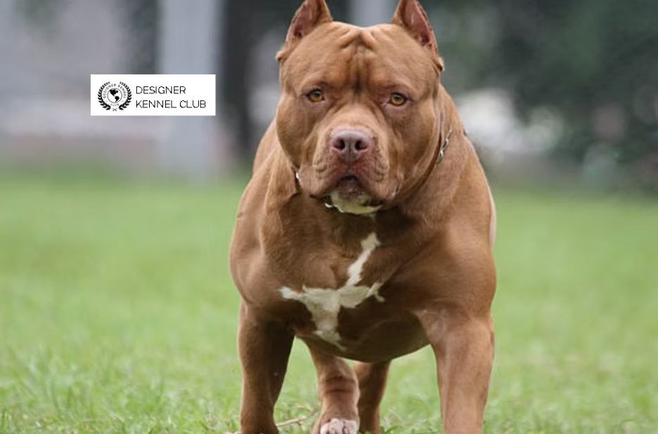 Pitbull Registration Without Papers: A Practical Guide by Designer Kennel Club Pitbull Registration Without Papers: A Practical Guide by Designer Kennel Club