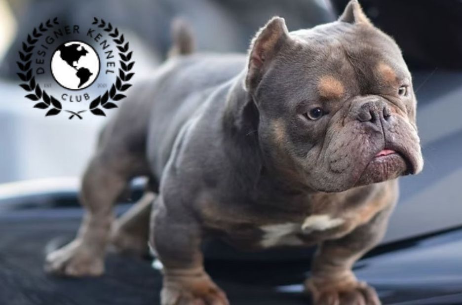 American Bully Lifespan: Key Factors That Shape Longevity and Health American Bully Lifespan: Key Factors That Shape Longevity and Health