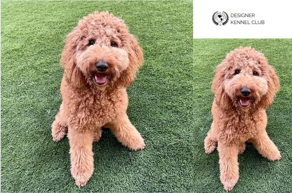 Golden Doodle Papers Without AKC: What to Know Before You Register Your Dog