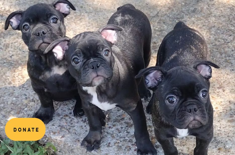 Rescue French Bulldogs: How Community Support Helps Save Local Dogs Rescue French Bulldogs: How Community Support Helps Save Local Dogs