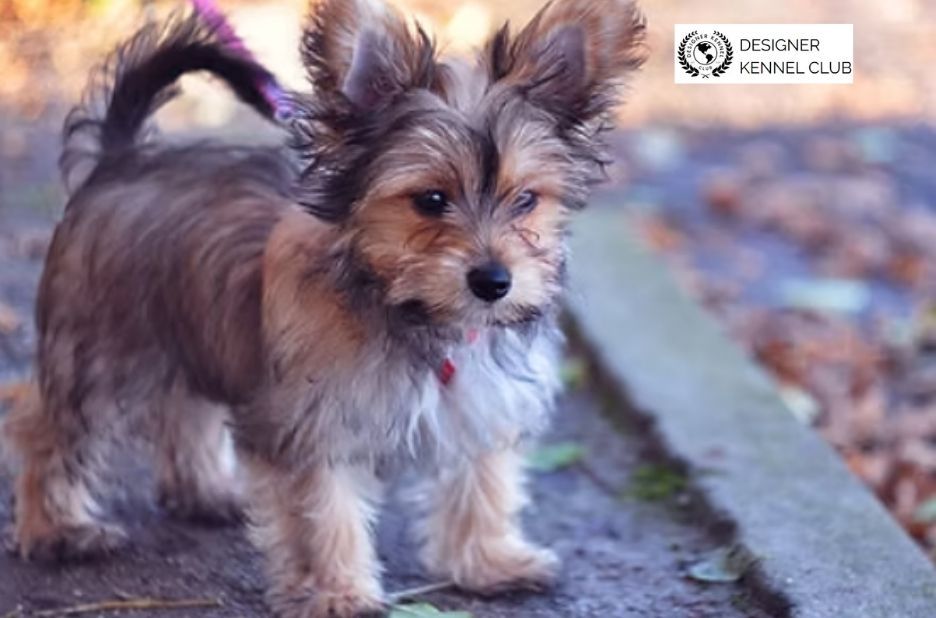 How to Verify Quality of Dog Papers Without AKC Papers How to Verify Quality of Dog Papers Without AKC Papers