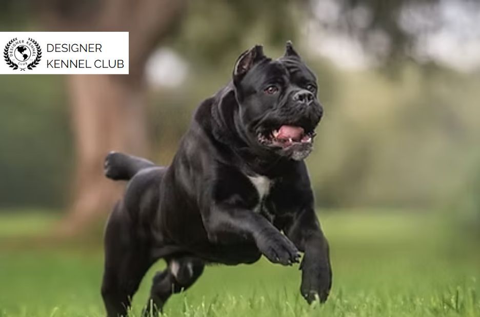 Register Cane Corso Without AKC: Trustworthy Guide Register Cane Corso Without AKC: Trustworthy Guide