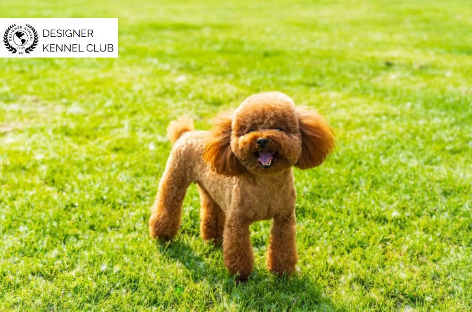 Options for Poodle Registration Beyond AKC Requirements Options for Poodle Registration Beyond AKC Requirements