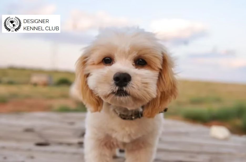 Solving Shih Poo Registration Confusion for Owners Solving Shih Poo Registration Confusion for Owners