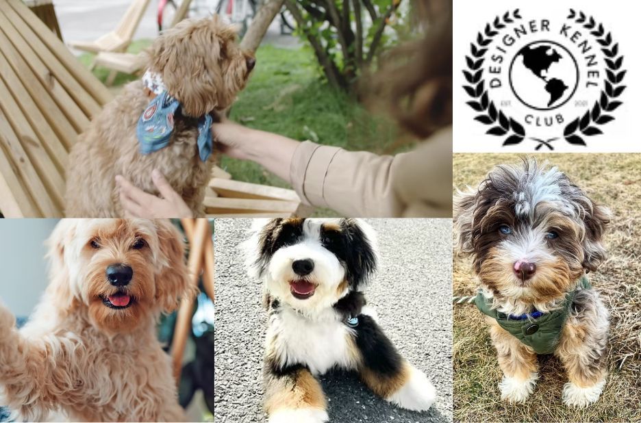 Buyer Guide: Getting Dog Papers Without Prior Records Buyer Guide: Getting Dog Papers Without Prior Records