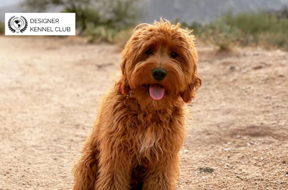 How to Prove Quality Through Foundation Dog Registration How to Prove Quality Through Foundation Dog Registration